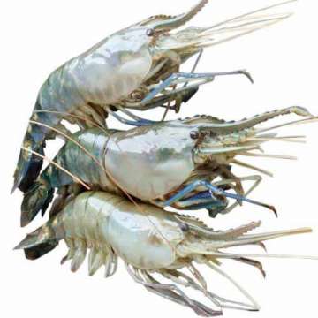 Golda Chingri